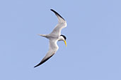 Yellow-billed Tern, Lagoa do Peixe, Rio Grande do Sul, Brazil, October 2022 - click for larger image