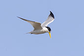 Yellow-billed Tern, Lagoa do Peixe, Rio Grande do Sul, Brazil, October 2022 - click for larger image
