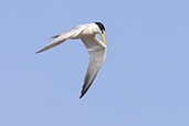 Yellow-billed Tern, Lagoa do Peixe, Rio Grande do Sul, Brazil, October 2022 - click for larger image