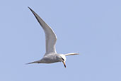 Snowy-crowned Tern, Lagoa do Peixe, Rio Grande do Sul, Brazil, October 2022 - click for larger image
