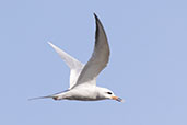 Snowy-crowned Tern, Lagoa do Peixe, Rio Grande do Sul, Brazil, October 2022 - click for larger image