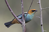 Chestnut-backed Tanager, Urupema, Santa Catarina, Brazil, October 2022 - click for larger image