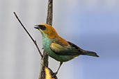 Chestnut-backed Tanager, Urupema, Santa Catarina, Brazil, October 2022 - click for larger image
