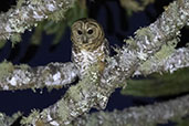 Rusty-barred Owl, Campos do Jordao, São Paulo, Brazil, October 2022 - click for larger image