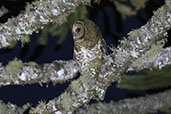 Rusty-barred Owl, Campos do Jordao, São Paulo, Brazil, October 2022 - click for larger image