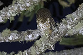 Rusty-barred Owl, Campos do Jordao, São Paulo, Brazil, October 2022 - click for larger image