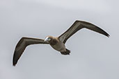 Brown Booby, Sao Francisco do Sul, Rio Grande do Sul, Brazil, October 2022 - click for larger image
