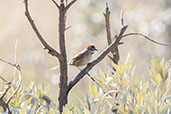 Pale-breasted Spinetail, Serra da Canastra, Minas Gerais, Brazil, October 2022 - click for larger image