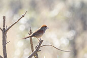 Pale-breasted Spinetail, Serra da Canastra, Minas Gerais, Brazil, October 2022 - click for larger image
