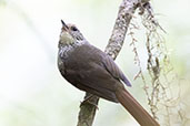 Buff-browed Foliage-gleaner, Sao Francisco de Paula, Rio Grande do Sul, Brazil, October 2022 - click for larger image