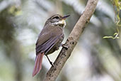 Buff-browed Foliage-gleaner, Sao Francisco de Paula, Rio Grande do Sul, Brazil, October 2022 - click for larger image