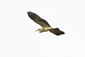Whistling  Heron, Serra da Canastra, Minas Gerais, Brazil, October 2022 - click for larger image