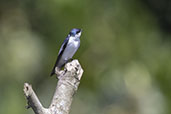 White-winged Swallow, Sani Lodge, Sucumbios, Ecuador, November 2019 - click for a larger image