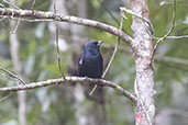 Male Ruby-crowned Tanager, Monte Verde, Espirito Santo, Brazil, October 2025 - click for larger image