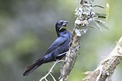 Male Ruby-crowned Tanager, Salesopolis, Sao Paulo, Brazil, October 2025 - click for larger image