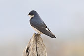 White-rumped Swallow, Serra da Canastra, Minas Gerias, Brazil, October 2022 - click for larger image