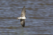 White-rumped Swallow, Lagoa do Peixe, Rio Grande do Sul, Brazil, October 2022 - click for larger image