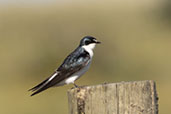 White-rumped Swallow, Lagoa do Peixe, Rio Grande do Sul, Brazil, October 2022 - click for larger image