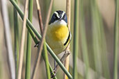 Many-coloured Rush Tyrant, Lagoa do Peixel, Rio Grande do Sul, Brazil, October 2022 - click for larger image