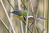 Many-coloured Rush Tyrant, Lagoa do Peixel, Rio Grande do Sul, Brazil, October 2022 - click for larger image