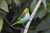 Gilt-edged Tanager, Espirito Santo, Brazil, October 2022 - click for larger image