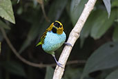 Gilt-edged Tanager, Espirito Santo, Brazil, October 2022 - click for larger image