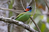 Red-necked Tanager, Volta Velha, Santa Caterina, Brazil, October 2022 - click for larger image