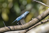 Blue-grey Tanager, Tarapato, San Martin, Peru, September 2018 - click for larger image