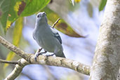 Blue-grey Tanager, Wildsumaco Lodge, Napo, Ecuador, November 2019 - click for larger image
