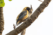 Male Burnished-buff Tanager, Serra da Canastra, Minas Gerais, Brazil, October 2022 - click for larger image