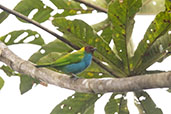Bay-headed Tanager, Wildsumaco Lodge, Napo, Ecuador, November 2019 - click for larger image