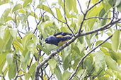 Turquoise Tanager, Loreto Road, Napo, Ecuador, November 2019 - click for larger image
