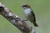 Black-backed Tanager, Peruibe, Sao Paulo, Brazil, October 2022 - click for larger image