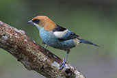 Black-backed Tanager, Peruibe, Sao Paulo, Brazil, October 2022 - click for larger image