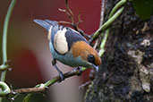 Black-backed Tanager, Peruibe, Sao Paulo, Brazil, October 2022 - click for larger image