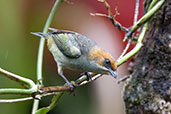 Black-backed Tanager, Peruibe, Sao Paulo, Brazil, October 2022 - click for larger image