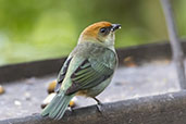 Chestnut-backed Tanager, Sao Francisco de Paula, Rio Grande do Sul, Brazil, October 2022 - click for larger image