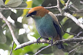Chestnut-backed Tanager, Sao Francisco de Paula, Rio Grande do Sul, Brazil, October 2022 - click for larger image