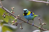 Green-headed Tanager, REGUA, Rio de Janeiro, Brazil, October 2025 - click for larger image