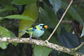 Green-headed Tanager, Pereque, Rio de Janeiro, Brazil, October 2025 - click for larger image