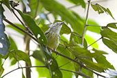 Streak-capped Antwren, Mata de Balbina, Minas Gerais, October 2008 - click for larger image