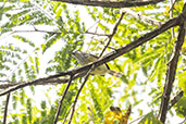 Streak-capped Antwren, Tres Picos, Rio de Janeiro, October 2025 - click for larger image