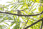 Streak-capped Antwren, Tres Picos, Rio de Janeiro, October 2025 - click for larger image