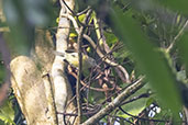 Streak-capped Antwren, Pereque, Rio de Janeiro, October 2025 - click for larger image
