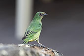 Female Swallow Tanager, Itatiaia, Rio de Janeiro, Brazil, October 2022 - click for larger image