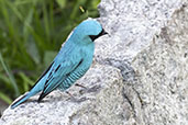Male Swallow Tanager, Itatiaia, Rio de Janeiro, Brazil, October 2022 - click for larger image