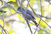 Male Variable Antshrike, Serra da Canastra, Minas Gerais, Brazil, October 2022 - click for larger image