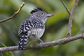 Male Barred Antshrike, Piracicaba, São Paulo, Brazil, October 2025 - click for a larger image