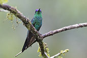 Violet-capped Woodnymph, Ninho de Cambacuca, São Paulo, Brazil, October 2022 - click for larger image