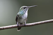 Violet-capped Woodnymph, Ninho de Cambacuca, São Paulo, Brazil, October 2022 - click for larger image